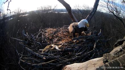 Hanover Eagles Live Cam - Feb 21, 2026, 8:08am EST