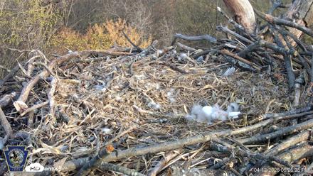 Hanover Eagles Live Cam - Apr 12, 2026, 6:25pm EDT