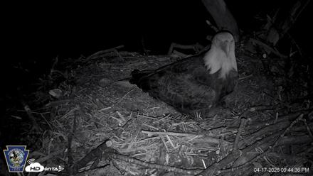 Hanover Eagles Live Cam - Apr 17, 2026, 9:44pm EDT