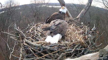 Hanover Eagles Live Cam - Jan 23, 2026, 9:37am EST