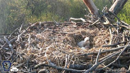 Hanover Eagles Live Cam - Apr 16, 2026, 7:46am EDT