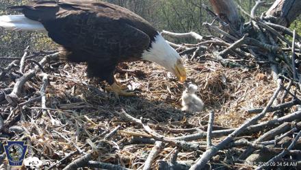 Hanover Eagles Live Cam - Apr 15, 2026, 9:35am EDT