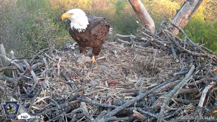 Hanover Eagles Live Cam - Apr 20, 2026, 7:25pm EDT
