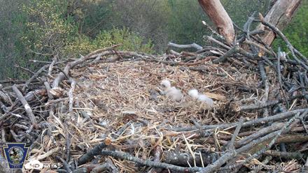 Hanover Eagles Live Cam - Apr 16, 2026, 7:25pm EDT