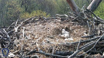 Hanover Eagles Live Cam - Apr 16, 2026, 10:03am EDT