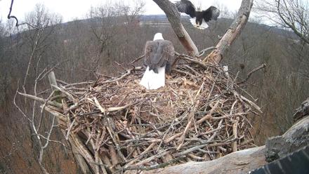 Hanover Eagles Live Cam - Dec 5, 2025, 2:10pm EST