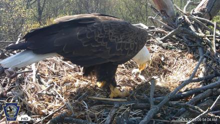 Hanover Eagles Live Cam - Apr 15, 2026, 9:55am EDT