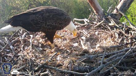 Hanover Eagles Live Cam - Apr 18, 2026, 7:53am EDT