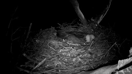 Hanover Eagles Live Cam - Mar 11, 2026, 10:45pm EDT