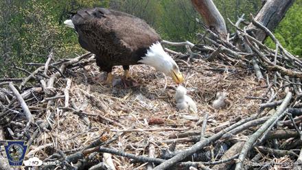 Hanover Eagles Live Cam - Apr 20, 2026, 12:51pm EDT