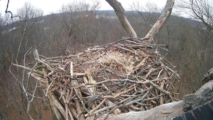 Hanover Eagles Live Cam - Dec 5, 2025, 12:51pm EST
