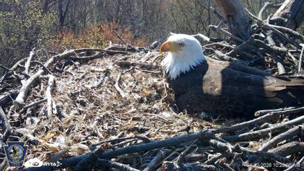 Hanover Eagles Live Cam - Apr 12, 2026, 10:29am EDT