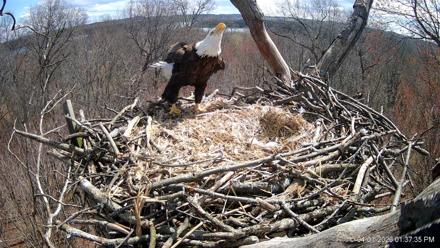 Hanover Eagles Live Cam - Apr 1, 2026, 1:39pm EDT