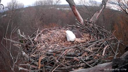 Hanover Eagles Live Cam - Apr 5, 2026, 7:41pm EDT