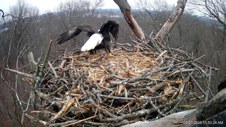 Hanover Eagles Live Cam - Mar 7, 2026, 11:51am EST