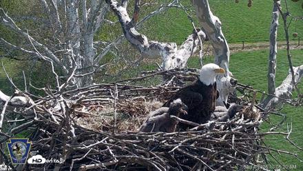 Hanover Eagles Live Cam - Apr 14, 2026, 11:06am EDT