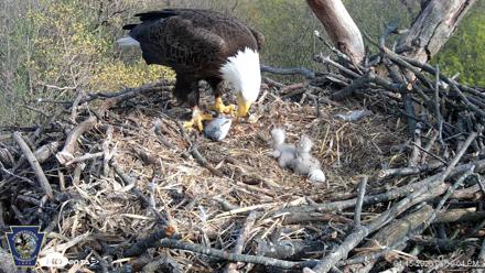 Hanover Eagles Live Cam - Apr 15, 2026, 5:10pm EDT