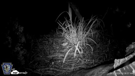Hanover Eagles Live Cam - Aug 23, 2026, 12:10am EDT