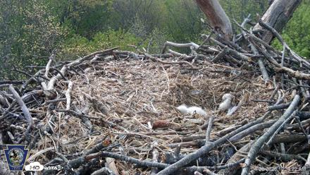 Hanover Eagles Live Cam - Apr 20, 2026, 10:35am EDT