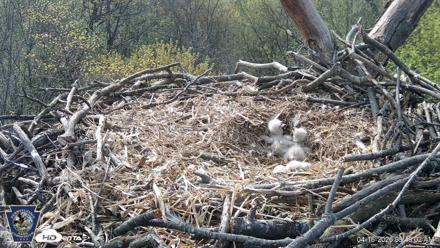 Hanover Eagles Live Cam - Apr 16, 2026, 9:48am EDT