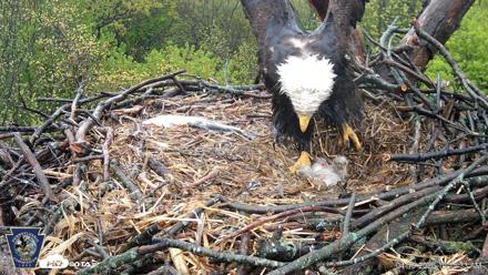 Hanover Eagles Live Cam - Apr 19, 2026, 10:15am EDT
