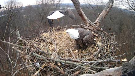 Hanover Eagles Live Cam - Dec 10, 2025, 10:12am EST