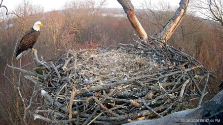 Hanover Eagles Live Cam - Mar 26, 2026, 6:48pm EDT