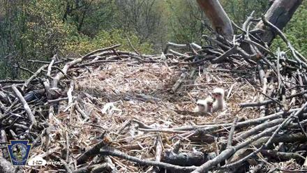 Hanover Eagles Live Cam - Apr 17, 2026, 12:09pm EDT