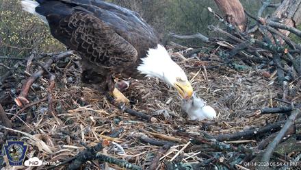 Hanover Eagles Live Cam - Apr 14, 2026, 6:54pm EDT