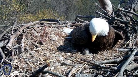 Hanover Eagles Live Cam - Apr 14, 2026, 3:50pm EDT