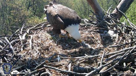 Hanover Eagles Live Cam - Apr 18, 2026, 10:36am EDT