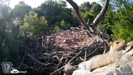 Hanover Eagles Live Cam - May 13, 2026, 8:09am EDT
