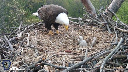Hanover Eagles Live Cam - Apr 20, 2026, 9:35am EDT