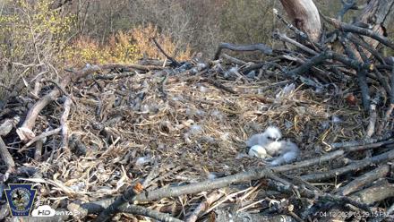 Hanover Eagles Live Cam - Apr 12, 2026, 5:29pm EDT