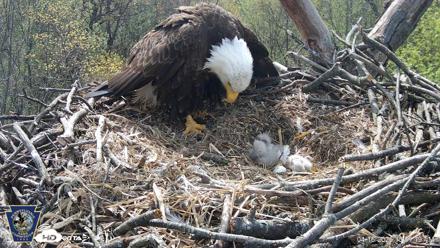 Hanover Eagles Live Cam - Apr 16, 2026, 10:51am EDT