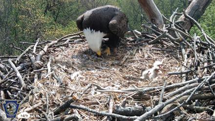 Hanover Eagles Live Cam - Apr 17, 2026, 12:17pm EDT