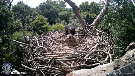 Hanover Eagles Live Cam - Jul 29, 2026, 11:15am EDT