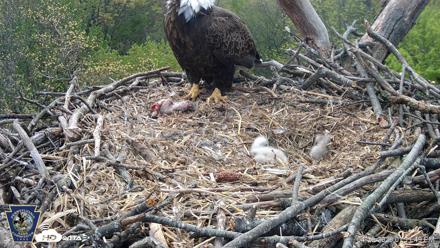 Hanover Eagles Live Cam - Apr 20, 2026, 1:12pm EDT