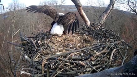 Hanover Eagles Live Cam - Mar 29, 2026, 5:01pm EDT