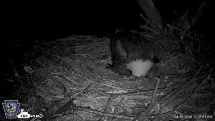 Hanover Eagles Live Cam - Apr 16, 2026, 12:37am EDT