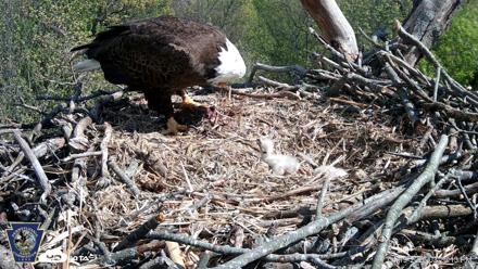 Hanover Eagles Live Cam - Apr 19, 2026, 3:26pm EDT