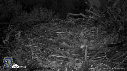 Hanover Eagles Live Cam - Apr 15, 2026, 6:18am EDT