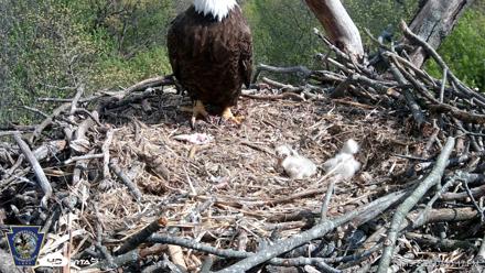 Hanover Eagles Live Cam - Apr 19, 2026, 3:51pm EDT