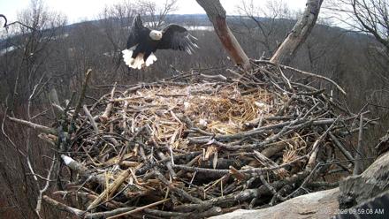 Hanover Eagles Live Cam - Mar 8, 2026, 10:59am EDT