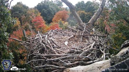 Hanover Eagles Live Cam - Oct 15, 2026, 11:27am EDT