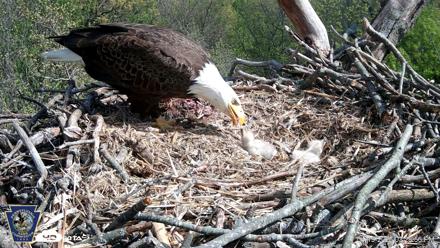 Hanover Eagles Live Cam - Apr 19, 2026, 3:29pm EDT
