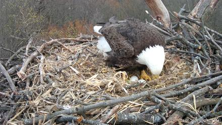 Hanover Eagles Live Cam - Apr 6, 2026, 5:28pm EDT