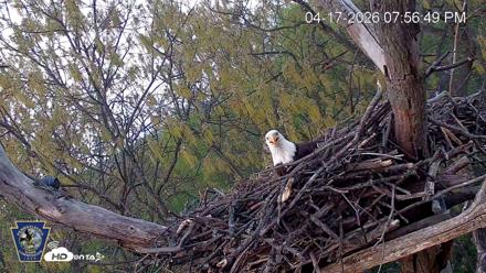 Hanover Eagles Live Cam - Apr 17, 2026, 7:57pm EDT