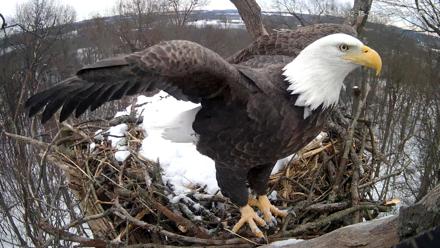Hanover Eagles Live Cam - Dec 15, 2025, 12:08pm EST