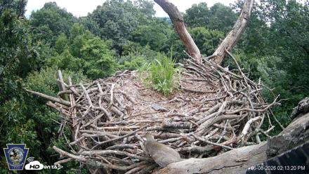 Hanover Eagles Live Cam - Jun 8, 2026, 2:13pm EDT